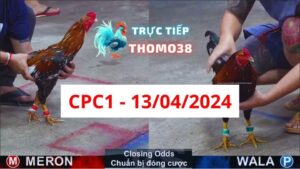 Xem đá gà thomo CPC1 13-04-2024