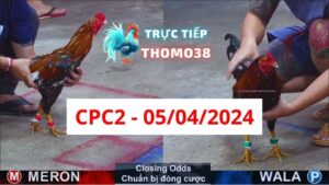 Xem đá gà thomo CPC2 05-04-2024