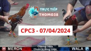 Xem đá gà thomo CPC3 07-04-2024